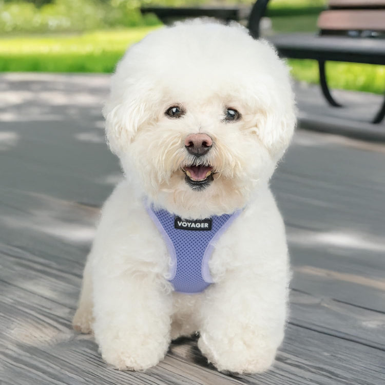 Best Pet Supplies - All Weather Mesh / Plush, Reflective, No Pull Harness for Small, Medium Dogs, Cats - Secure with Hook & Loop Fastener, Buckle, Double D-Rings - Baby Blue/Black Trim, XL
