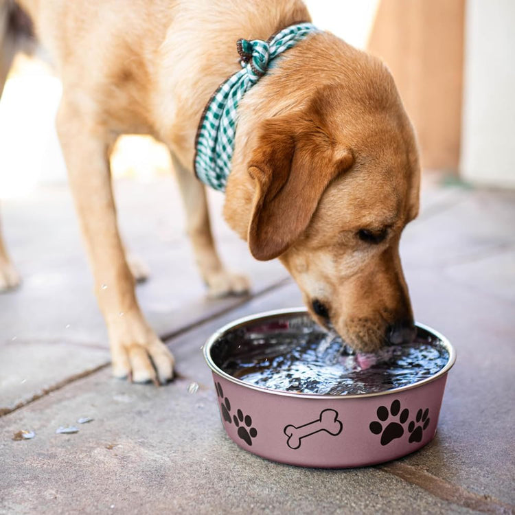 Loving Pets Bella Dog Bowls- Stainless Steel Dog & Cat Bowls - Spill Proof Dog Food Bowl, Cat Bowl, Puppy Essentials & Pet Supplies Great for Home & Travel (Medium 20-35 lbs, Blueberry)