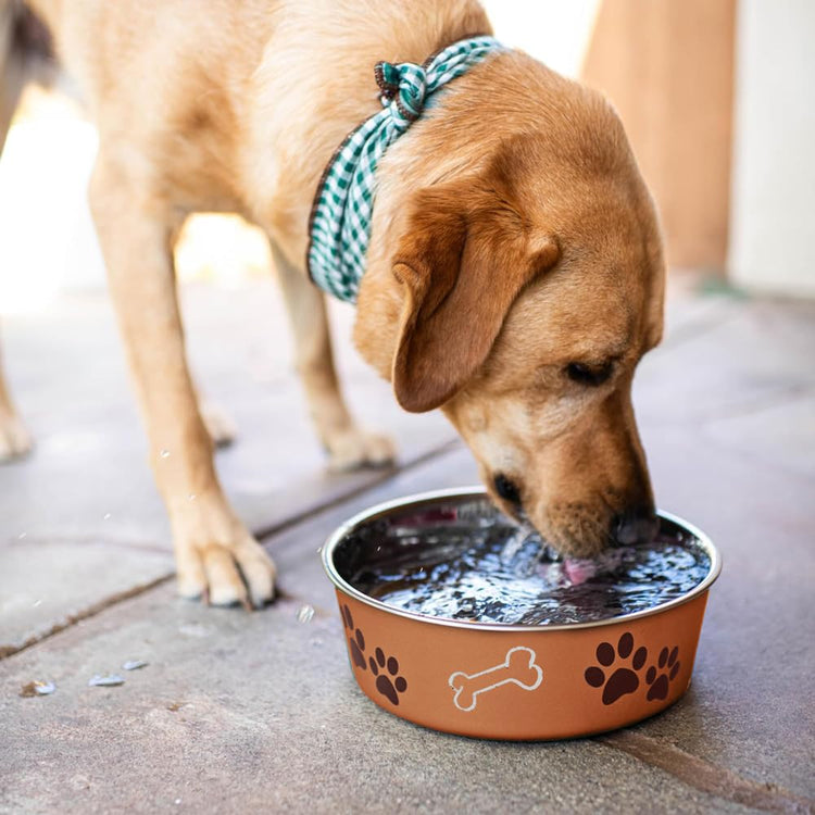 Loving Pets Bella Dog Bowls- Stainless Steel Dog & Cat Bowls - Spill Proof Dog Food Bowl, Cat Bowl, Puppy Essentials & Pet Supplies Great for Home & Travel (Medium 20-35 lbs, Blueberry)