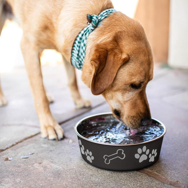 Loving Pets Bella Dog Bowls- Stainless Steel Dog & Cat Bowls - Spill Proof Dog Food Bowl, Cat Bowl, Puppy Essentials & Pet Supplies Great for Home & Travel (Medium 20-35 lbs, Blueberry)