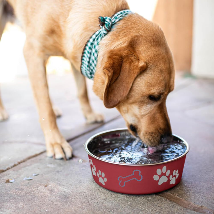 Loving Pets Bella Dog Bowls- Stainless Steel Dog & Cat Bowls - Spill Proof Dog Food Bowl, Cat Bowl, Puppy Essentials & Pet Supplies Great for Home & Travel (Medium 20-35 lbs, Blueberry)
