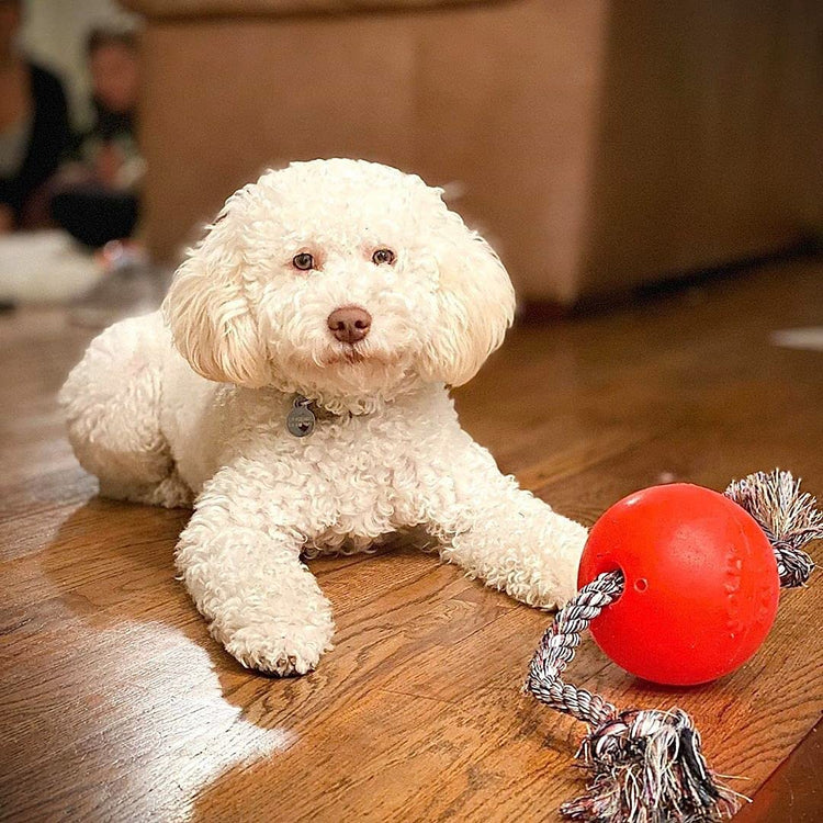 Jolly Pets Romp-n-Roll Rope and Ball Dog Toy, 6 Inches/Medium, Red (606 RD)