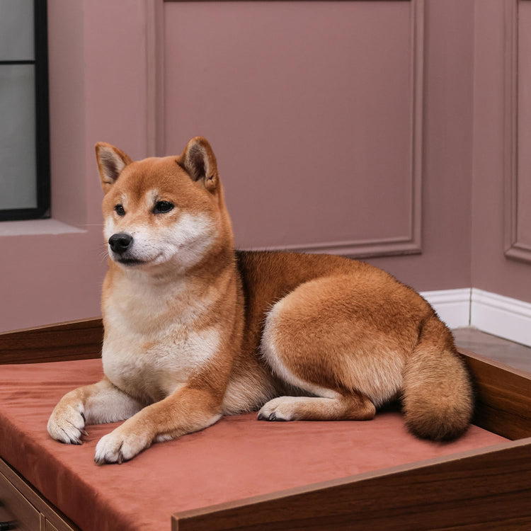 Elevated Dog Beds Frame with Mattress, Raised Wood Pet Bed Sofa Indoor for Large Medium Small Dogs Cats (Brown)