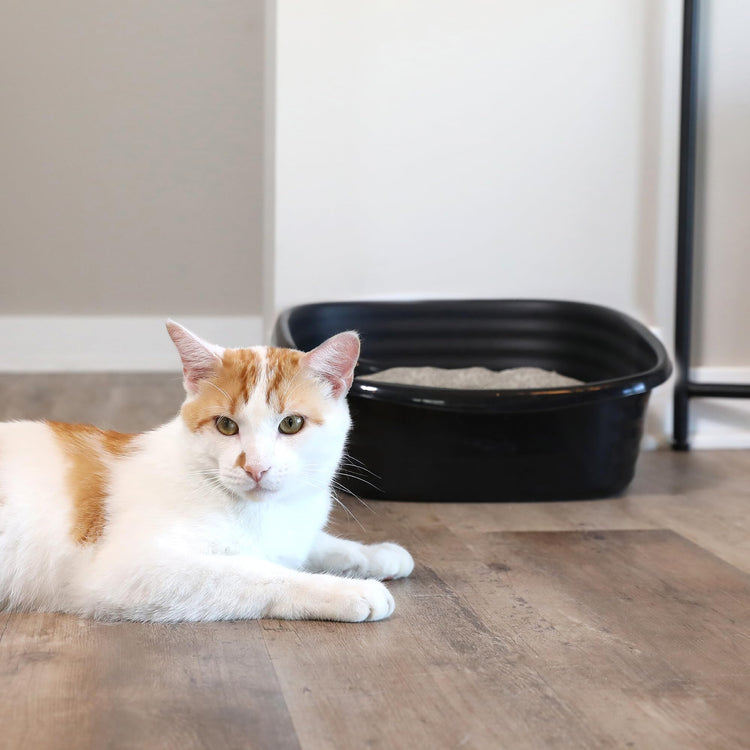 Arm & Hammer Rimmed Cat Litter Box with High Sides and Microban, Made in USA