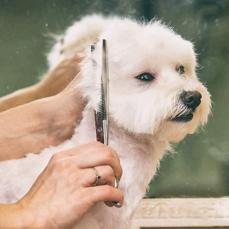 Gimars Titanium Coated Professional 6 in 1 4CR Stainless Steel Dog Grooming Scissors with Safety Round Tip, Heavy Duty Pet Grooming Scissor for Dogs, Cats and Other Animals