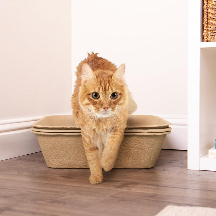 Kitty Sift Disposable Cat Litter Box Large, 6 Count, Durable Portable for Travel and Home, Eco-Friendly Disposable Litter Box Controls Odor