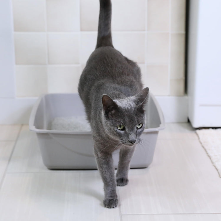 Petmate Open Cat Litter Box, Blue Mesa/Mouse Grey,M (Pack of 1), Made in USA