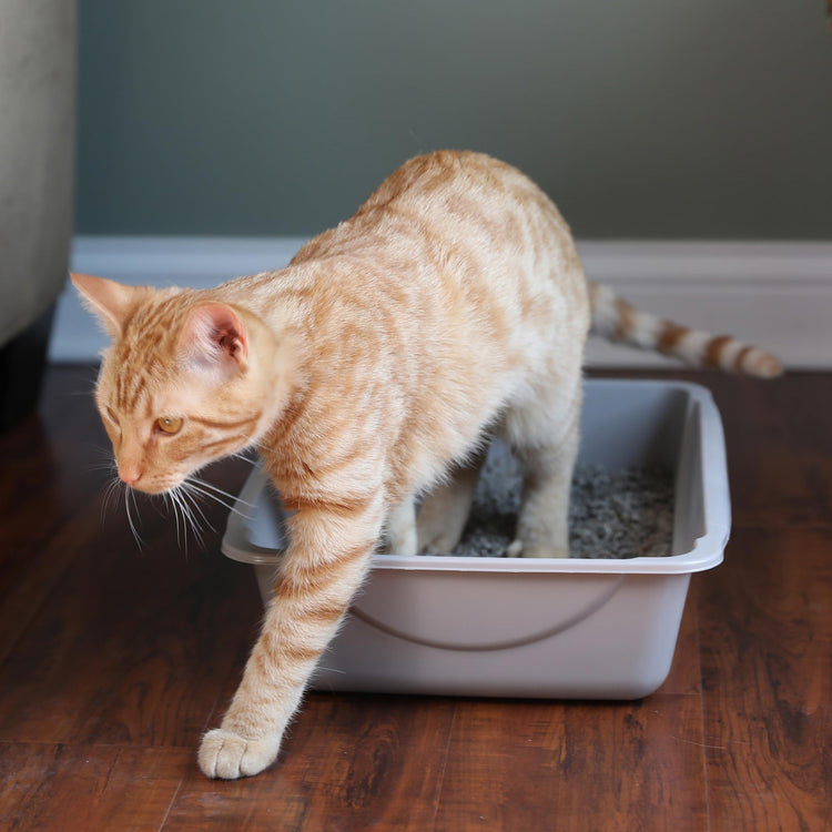 Petmate Open Cat Litter Box, Blue Mesa/Mouse Grey,M (Pack of 1), Made in USA