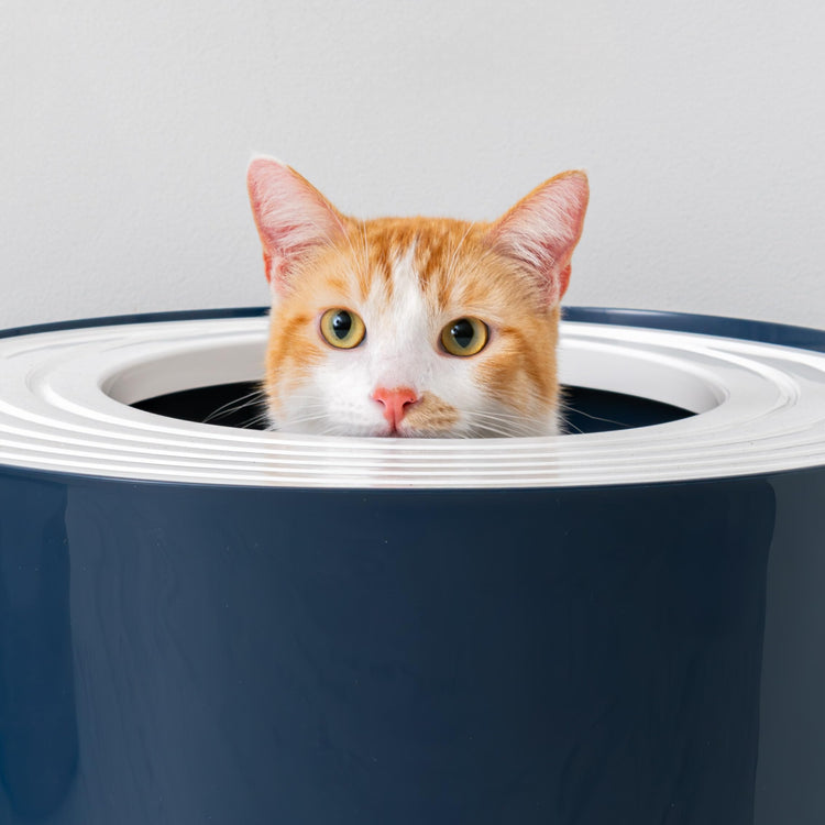IRIS USA Cat Litter Box Large Open Top with High Sided Walls Tall Scatter Shield Scoop Included Easy Clean Plastic Pan Stain Resistant for Big Cats Kittens Indoor Multi-Cat Households