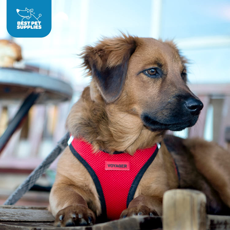 Best Pet Supplies - All Weather Mesh / Plush, Reflective, No Pull Harness for Small, Medium Dogs, Cats - Secure with Hook & Loop Fastener, Buckle, Double D-Rings - Baby Blue/Black Trim, XL