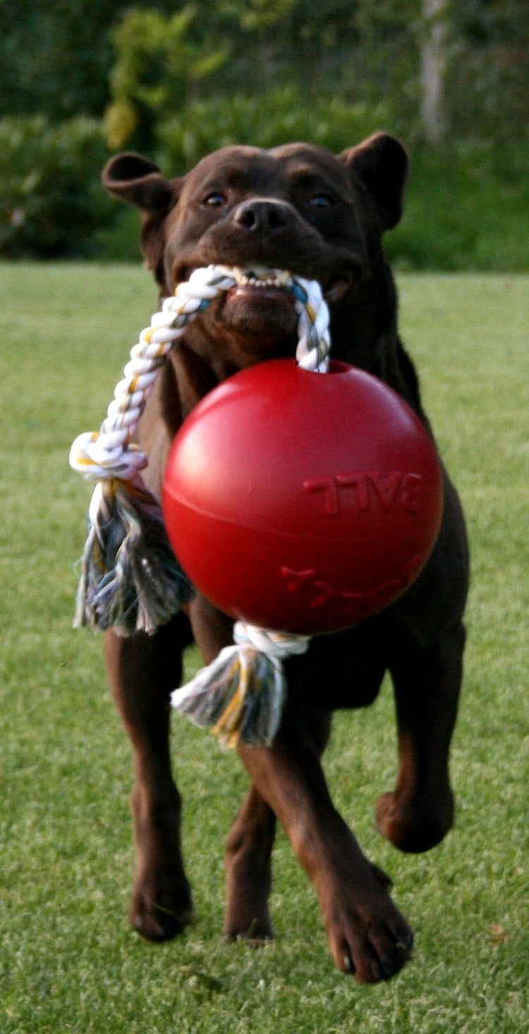 Jolly Pets Romp-n-Roll Rope and Ball Dog Toy, 6 Inches/Medium, Red (606 RD)