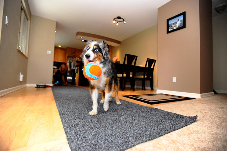 Chuckit! Indoor Fetch Roller Toy for Dogs - Interactive Dog Toys for Boredom, Orange and Blue