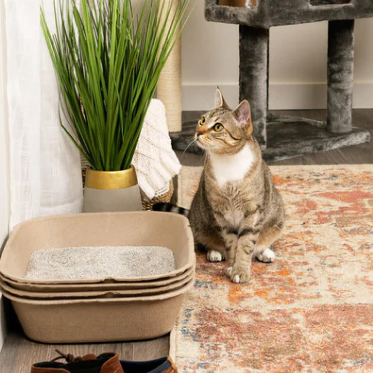 Kitty Sift Disposable Cat Litter Box Large, 6 Count, Durable Portable for Travel and Home, Eco-Friendly Disposable Litter Box Controls Odor