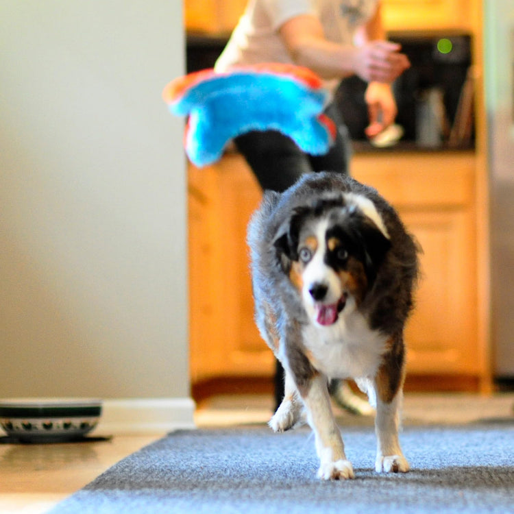 Chuckit! Indoor Fetch Roller Toy for Dogs - Interactive Dog Toys for Boredom, Orange and Blue