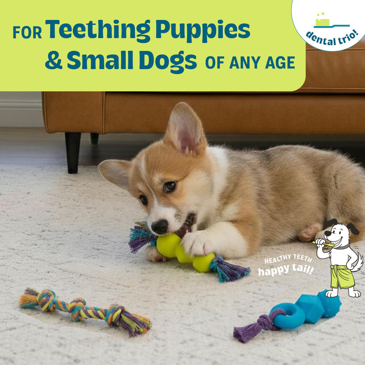 Cutie Chewies Hedgehog Dental Dog Chew Toy — Multi-Textured, Massages Gums, Floats & Bounces for Teething Puppies & Small Dogs, 5" x 3.5" x 1"