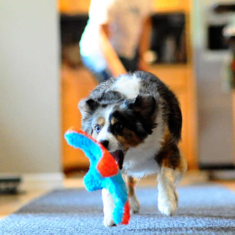 Chuckit! Indoor Fetch Roller Toy for Dogs - Interactive Dog Toys for Boredom, Orange and Blue