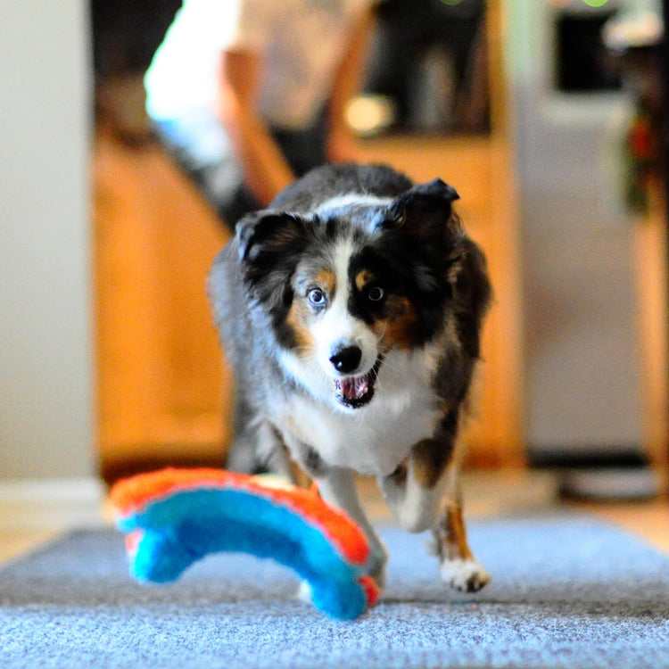 Chuckit! Indoor Fetch Roller Toy for Dogs - Interactive Dog Toys for Boredom, Orange and Blue