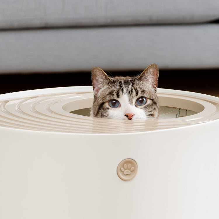 IRIS USA Cat Litter Box Large Open Top with High Sided Walls Tall Scatter Shield Scoop Included Easy Clean Plastic Pan Stain Resistant for Big Cats Kittens Indoor Multi-Cat Households