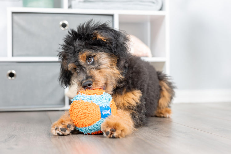 Chuckit! Indoor Fetch Roller Toy for Dogs - Interactive Dog Toys for Boredom, Orange and Blue