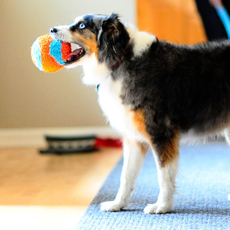 Chuckit! Indoor Fetch Roller Toy for Dogs - Interactive Dog Toys for Boredom, Orange and Blue