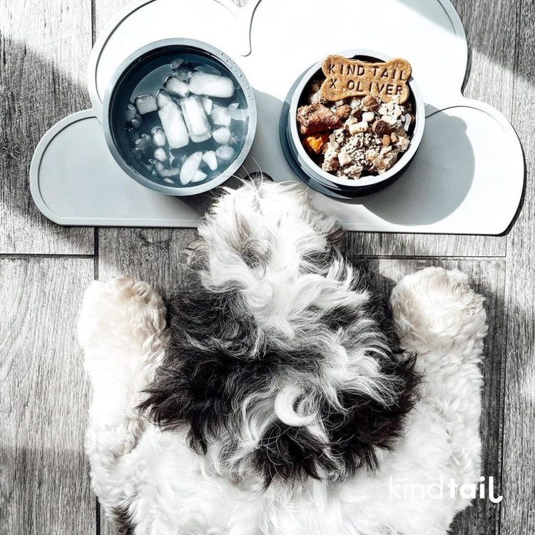KindTail Dog Travel Bowls - Set of 2 Portable Pet Food & Water Dishes with Lid & Handle - Each Nesting Container Includes a Non-Slip Silicone Base - Microwave & Dishwasher Safe - BPA & Toxin-Free