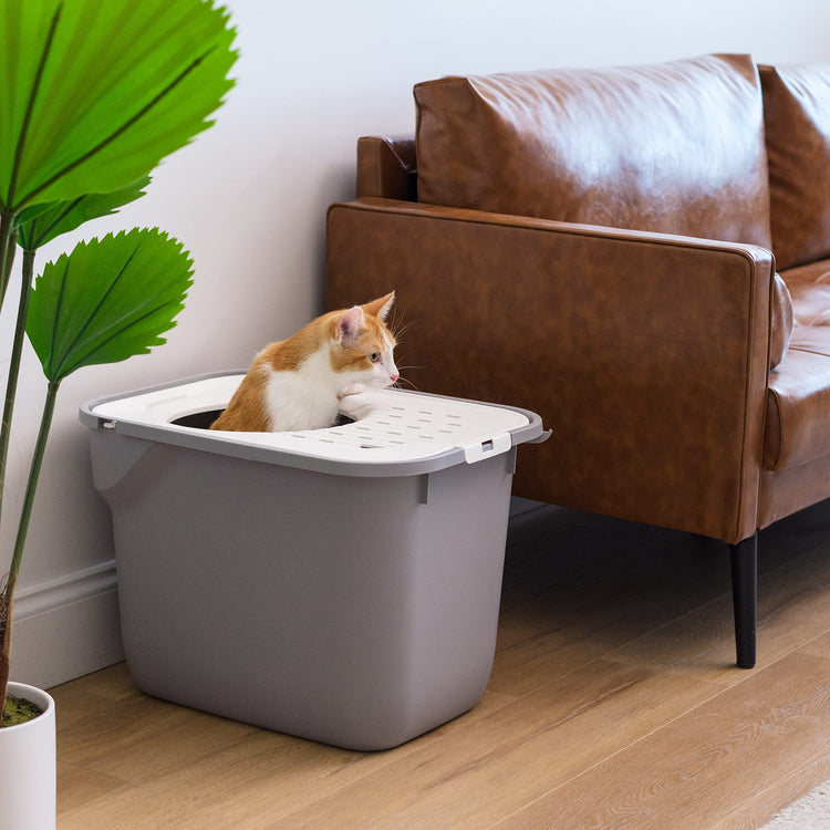 IRIS USA Cat Litter Box Large Open Top with High Sided Walls Tall Scatter Shield Scoop Included Easy Clean Plastic Pan Stain Resistant for Big Cats Kittens Indoor Multi-Cat Households